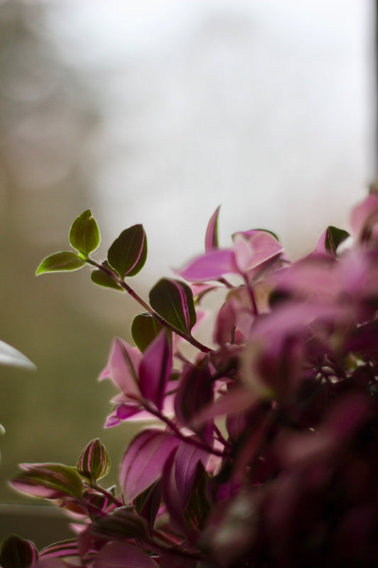 Tradescantia Care