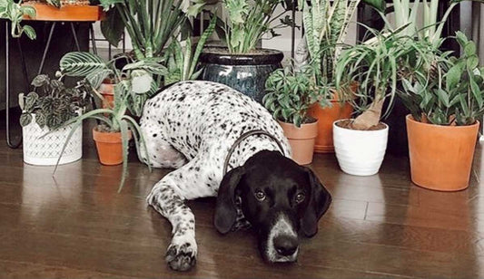 Safe Plants for Pets