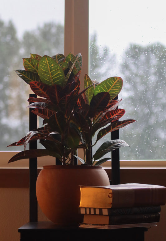 Croton Care