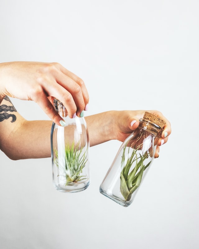 Airplant Care