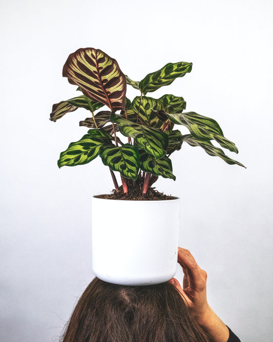 Calathea Care