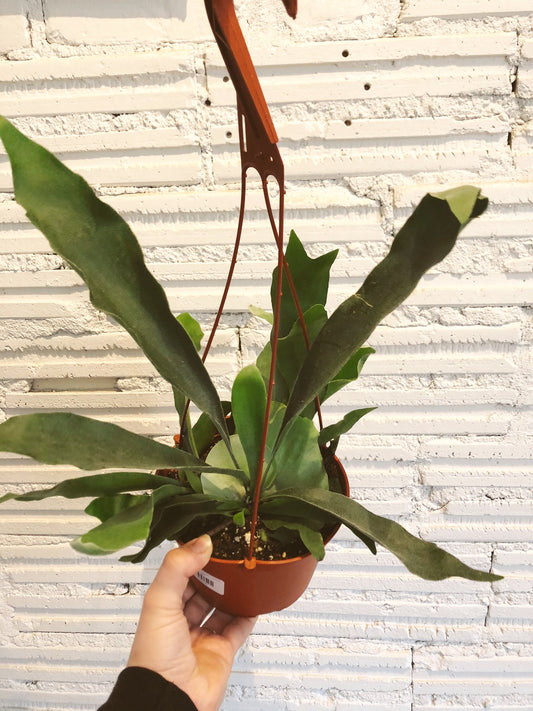 "My staghorn fern is dropping leaves. Help!"