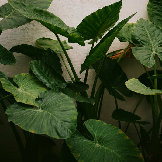 "My elephant ears are fading and snapping off at the stems."