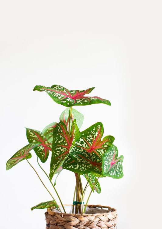 Caladium Care