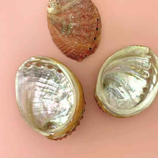 Abalone Sea Shell Smudge Stick Altar Bowl