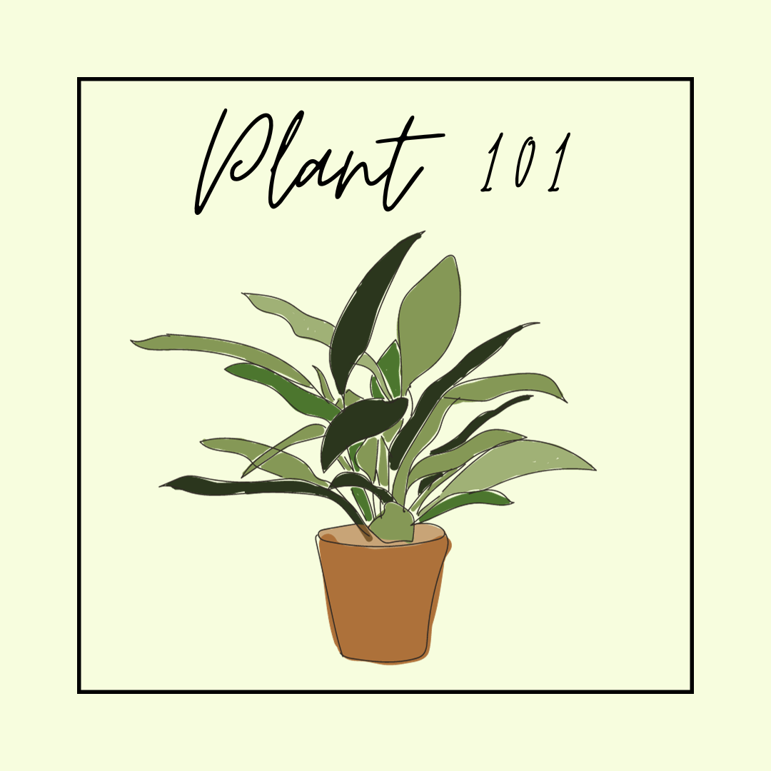 1/25 Plant 101 Class